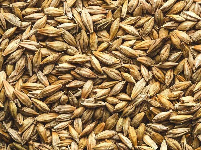 Barley